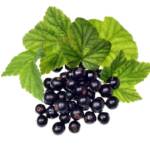 Czarna porzeczka 500g